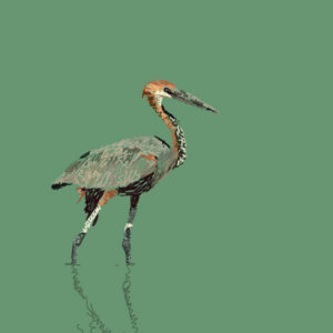 A digital print of a goliath heron stalking through shallow water against a green background.