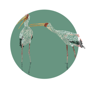 An illustration of two yellow-billed storks standing in shallow water.