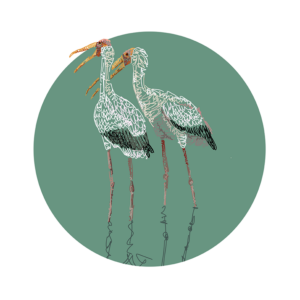An illustration of two yellow-billed storks standing in shallow water in Africa.