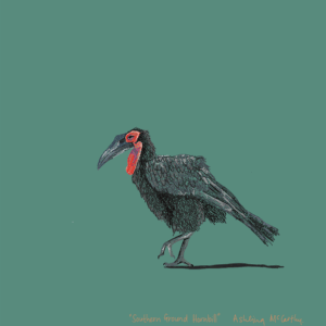 An illustration of a Southern Ground Hornbill