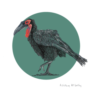 An illustration of a Southern Ground Hornbill