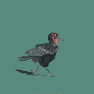 An illustration of a Southern Ground Hornbill