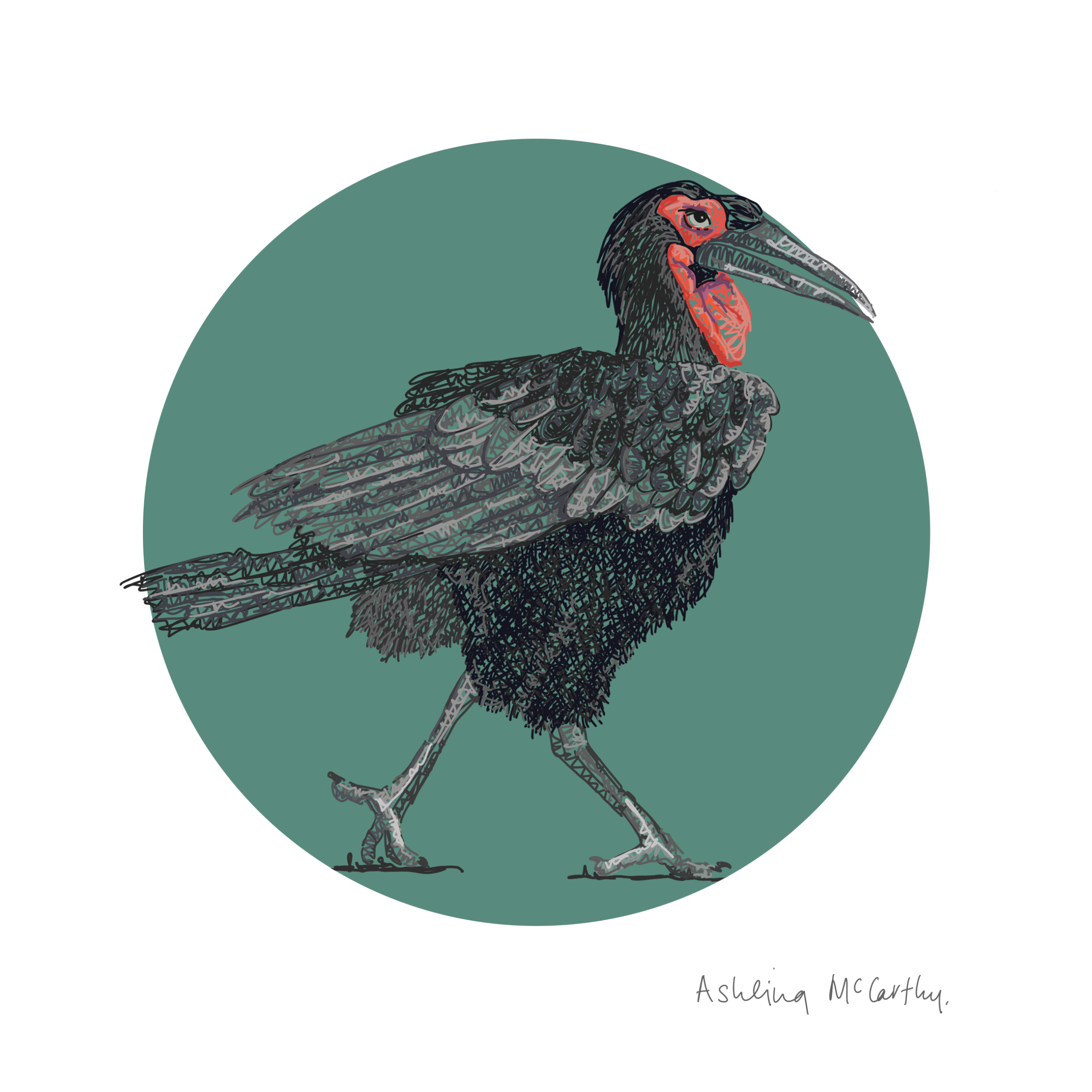 An illustration of a Southern Ground Hornbill